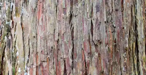 The Science Behind Pine Bark Extract Powder
